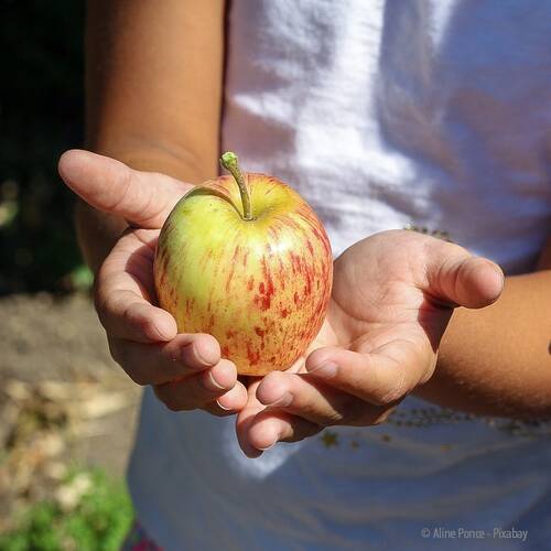 Apple 1572648 © Aline Ponce pixabay Ausschnitt